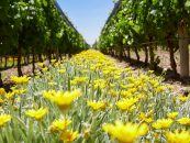 Crece la apuesta por los vinos orgánicos