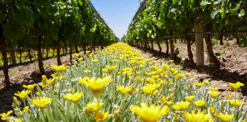Crece la apuesta por los vinos orgánicos