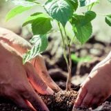 Pfizer: 300 árboles para mitigar los efectos del cambio climático