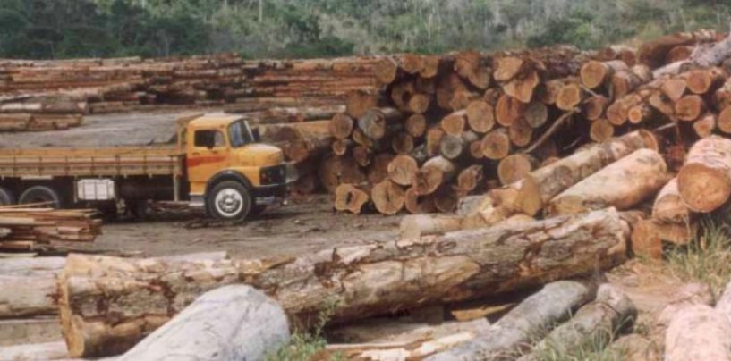 Una app móvil para el control de tráfico de maderas
