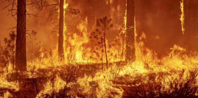 Incendios forestales podrán aumentar un 30% para 2050