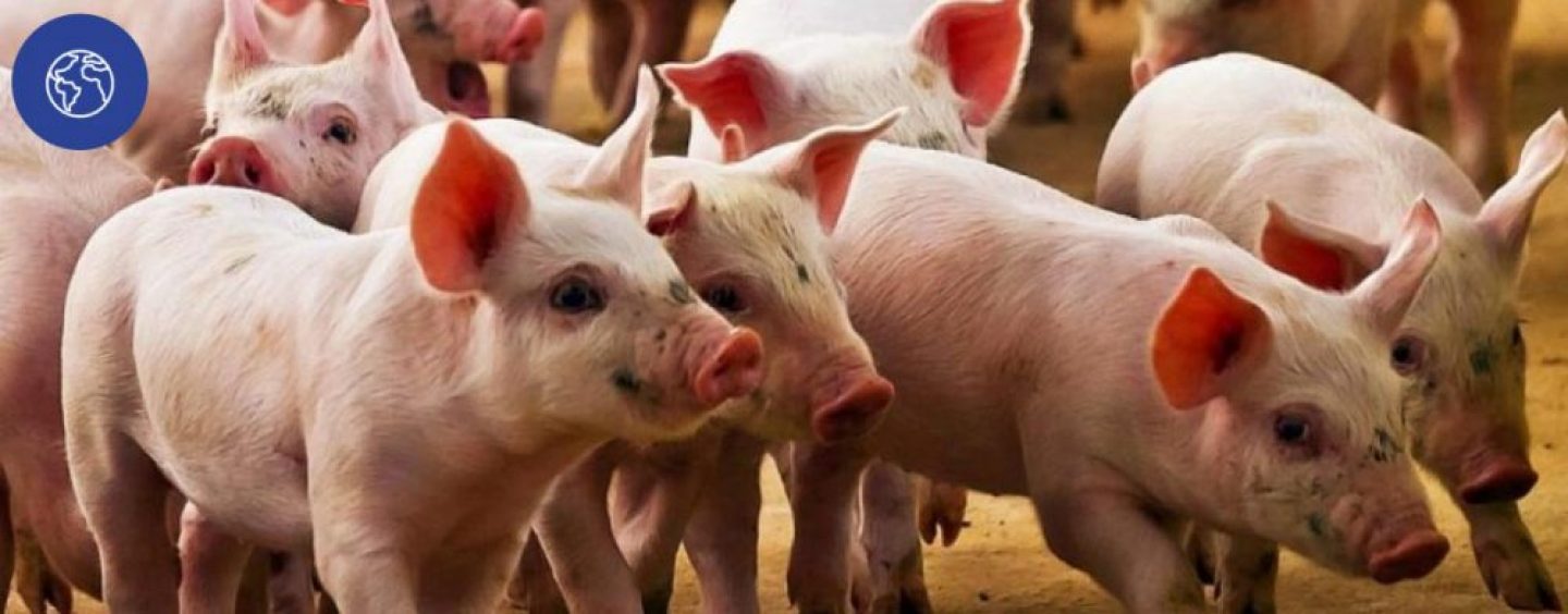 Provimi Cargill apoya la sostenibilidad en la industria porcina argentina