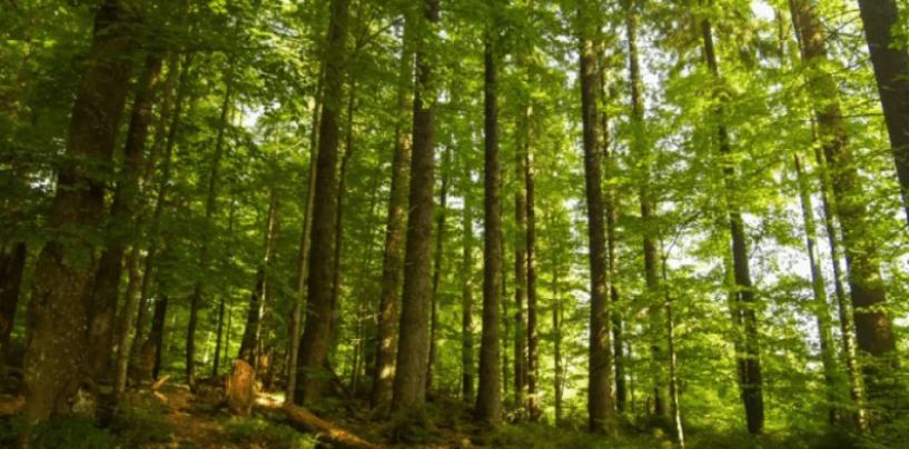 Sobre mitos, leyendas y fantasías de árboles y bosques
