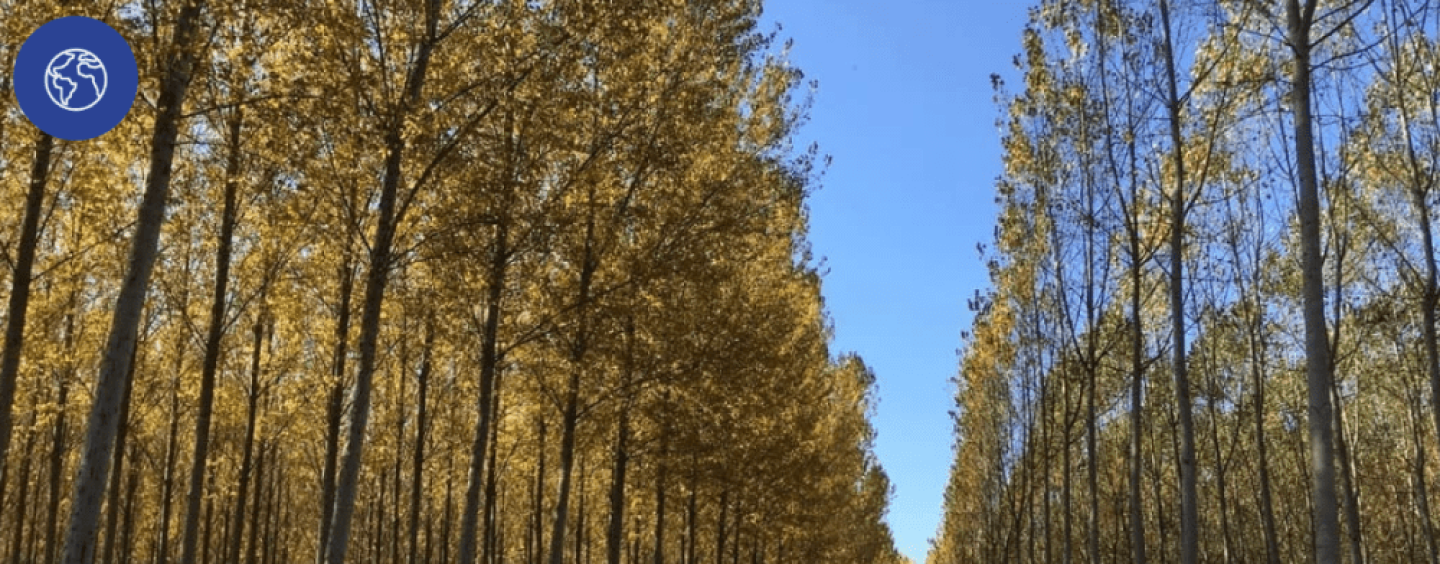 Empresas chilenas logran la certificación libre de deforestación y degradación ambiental