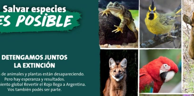 Cómo es el trabajo para evitar la extinción de especies autóctonas en Argentina