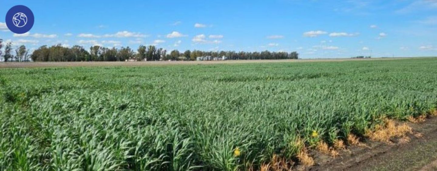 Aveno junto al INTA lanzó el programa “Agricultura Regenerativa”