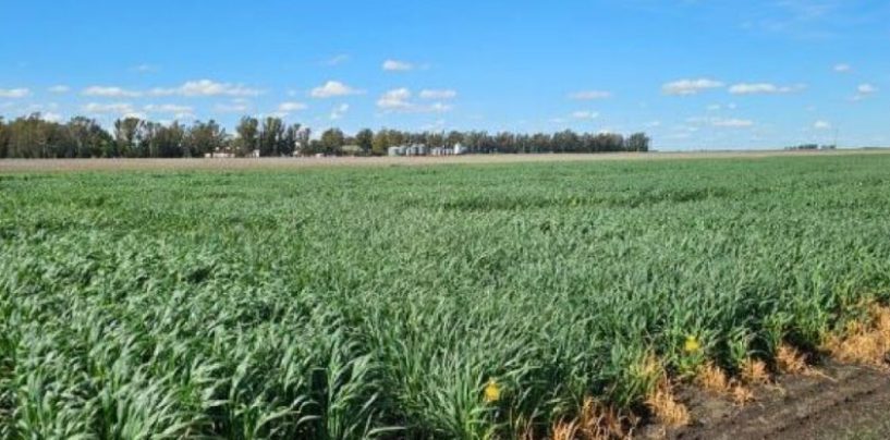 Aveno junto al INTA lanzó el programa “Agricultura Regenerativa”