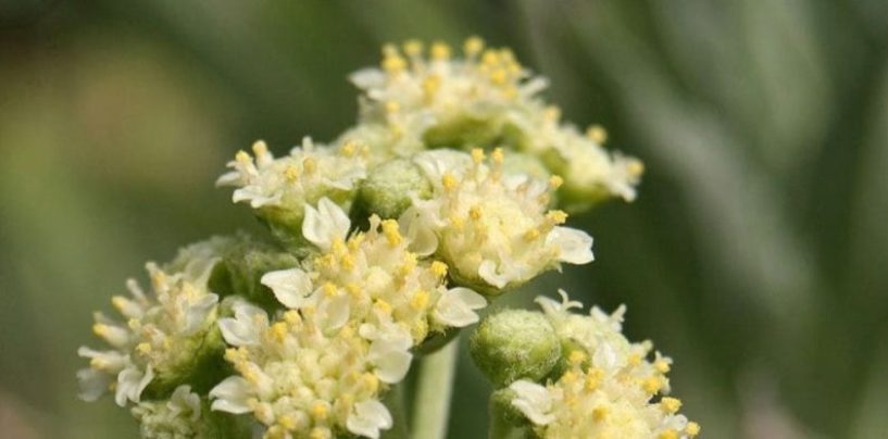 Guayule: la planta que revolucionará la industria del neumático