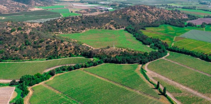 Lanzan la primera calculadora de GEI para la industria del vino en América Latina