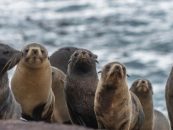 Chubut crea el Parque Provincial Patagonia Azul