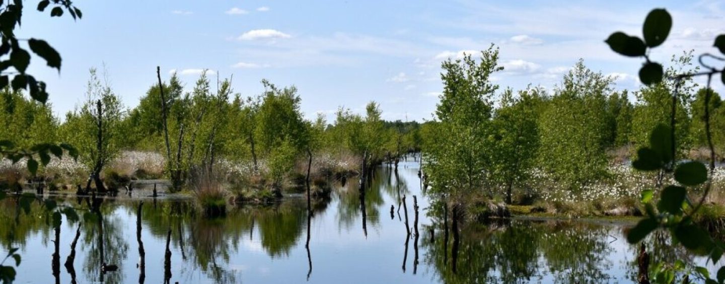 Día del Medio Ambiente: la interconexión con la naturaleza