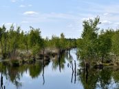 Día del Medio Ambiente: la interconexión con la naturaleza