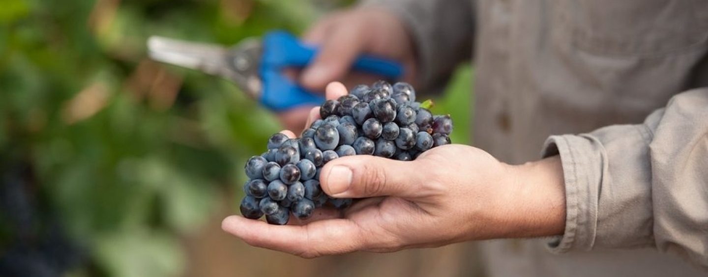 Alianza para impulsar la sustentabilidad y el crecimiento de la vitivinicultura argentina