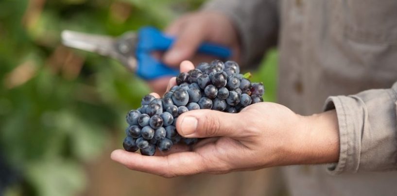 Alianza para impulsar la sustentabilidad y el crecimiento de la vitivinicultura argentina