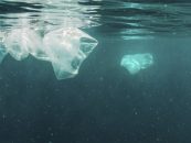 Argentina consume 42,7 kilos de plástico por año y la mayoría termina en el mar