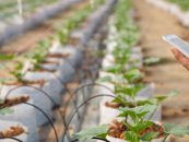 NEC y ClimateAi promueven la adaptación al cambio climático en la agricultura