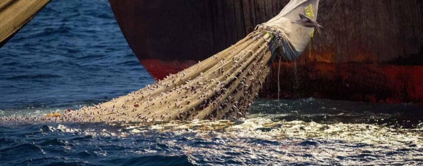 Depredación: un acuerdo mundial clave para un mar más sostenible