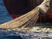 Depredación: un acuerdo mundial clave para un mar más sostenible
