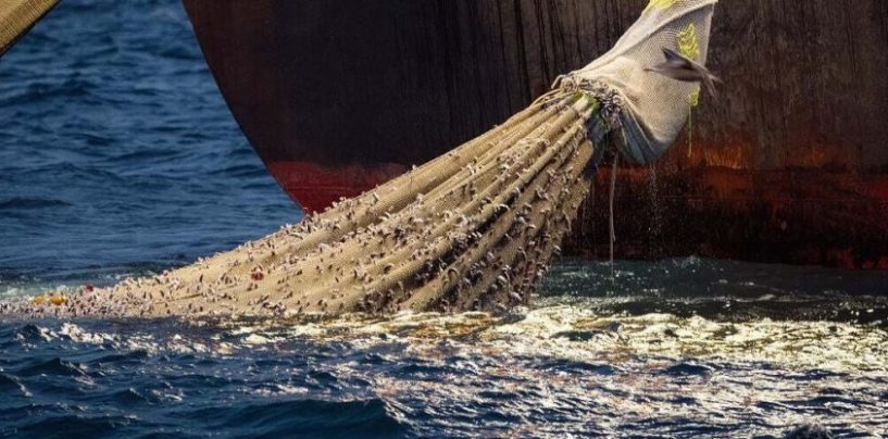 Depredación: un acuerdo mundial clave para un mar más sostenible