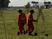 Autopistas del Sol y Autopistas del Oeste: apuesta a la biodiversidad