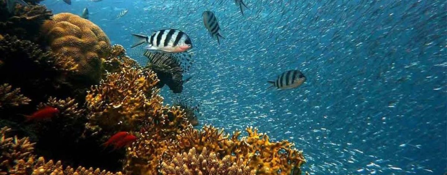 Vital Oceans: cómo es la iniciativa que utiliza IA para proteger los océanos