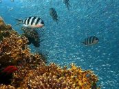 Vital Oceans: cómo es la iniciativa que utiliza IA para proteger los océanos