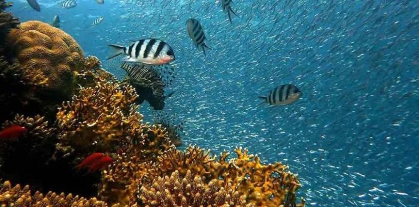 Vital Oceans: cómo es la iniciativa que utiliza IA para proteger los océanos