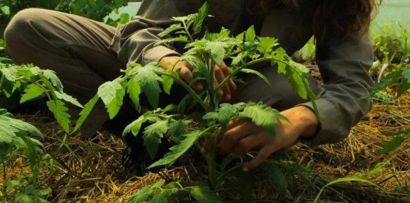 La Pebeta: una granja viva en un entorno natural que también se destaca por su cocina