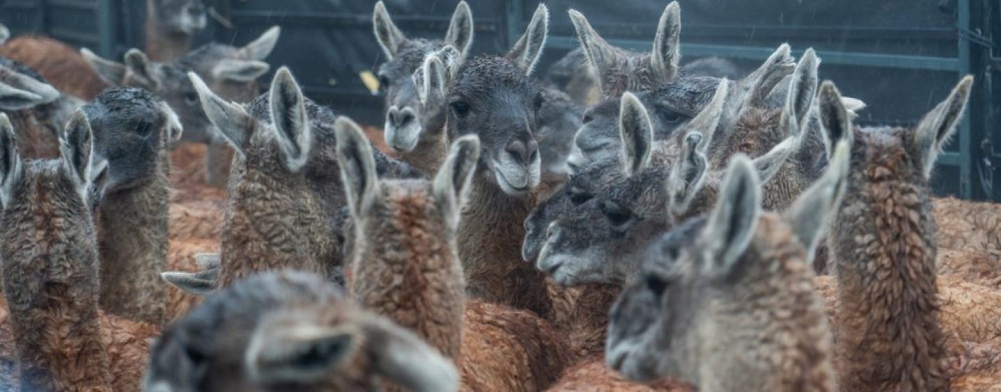 Luego de 110 años de ausencia, el guanaco regresa al Impenetrable