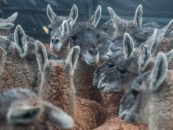Luego de 110 años de ausencia, el guanaco regresa al Impenetrable