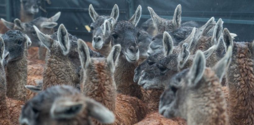 Luego de 110 años de ausencia, el guanaco regresa al Impenetrable