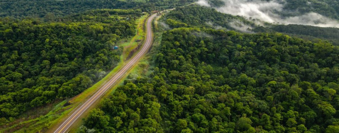 De la selva misionera al mundo: Nideport transforma tecnología en bosques vivos
