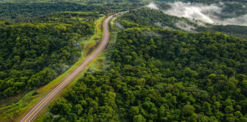 De la selva misionera al mundo: Nideport transforma tecnología en bosques vivos