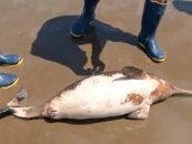 Desnutrición y presión humana, principales causas de asistencia de animales marinos