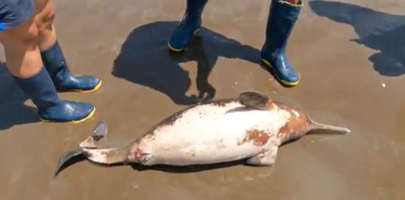 Desnutrición y presión humana, principales causas de asistencia de animales marinos