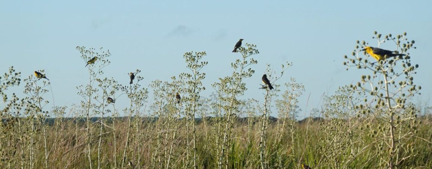 Impulsan en Corrientes un proyecto para proteger los pastizales del Aguapey