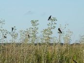 Impulsan en Corrientes un proyecto para proteger los pastizales del Aguapey