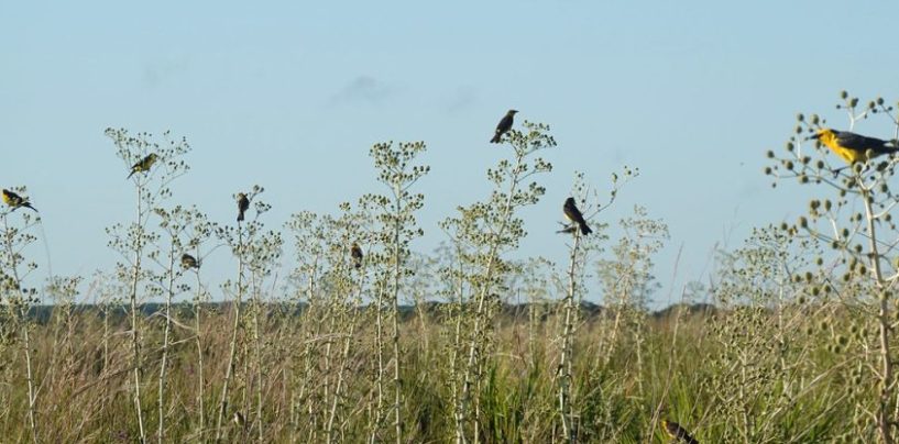 Impulsan en Corrientes un proyecto para proteger los pastizales del Aguapey