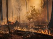 Satellites on Fire levanta US$2,7 millones y apuesta a escalar su tecnología para prevenir incendios