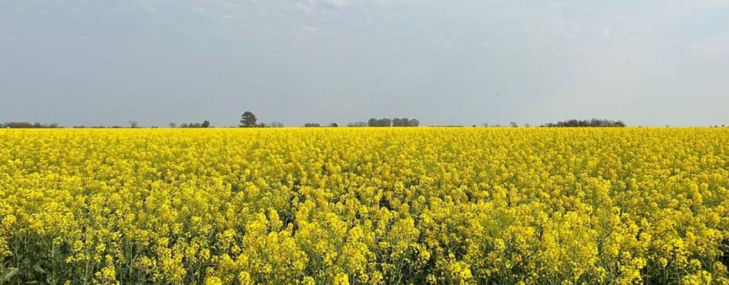 Biocombustibles: Bunge impulsa cultivos de baja huella de carbono
