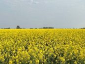 Biocombustibles: Bunge impulsa cultivos de baja huella de carbono