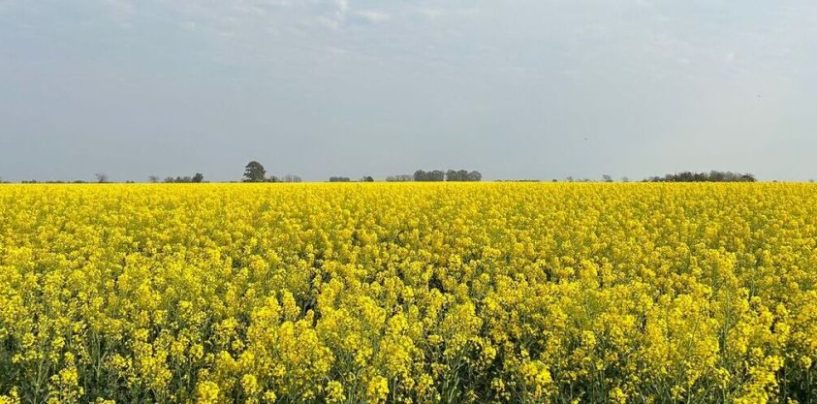 Biocombustibles: Bunge impulsa cultivos de baja huella de carbono