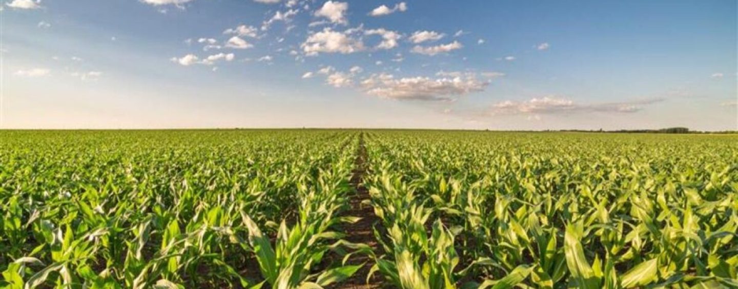 Nestlé: energía eléctrica renovable, agricultura regenerativa y programas de reciclaje en Argentina