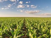 Nestlé: energía eléctrica renovable, agricultura regenerativa y programas de reciclaje en Argentina