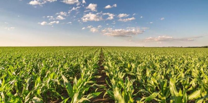 Nestlé: energía eléctrica renovable, agricultura regenerativa y programas de reciclaje en Argentina