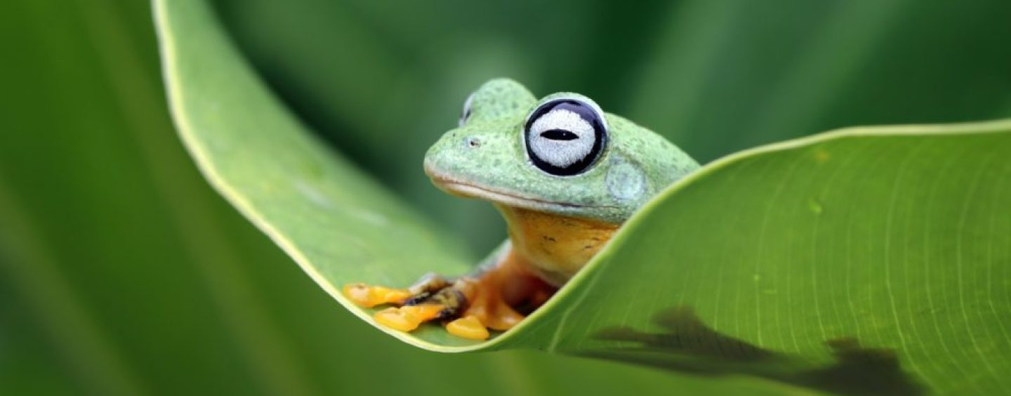 Día Internacional de la Diversidad Biológica: alertan por la pérdida de especies