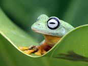 Día Internacional de la Diversidad Biológica: alertan por la pérdida de especies