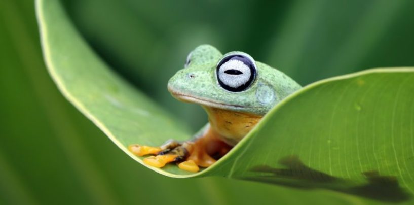Día Internacional de la Diversidad Biológica: alertan por la pérdida de especies