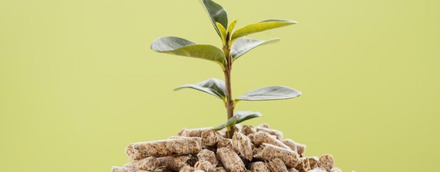 Neuquén avanza con su primera planta de pellets forestales