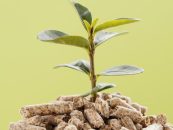 Neuquén avanza con su primera planta de pellets forestales